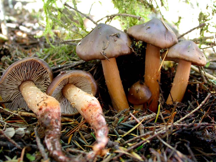 Phaeocollybia spadicea